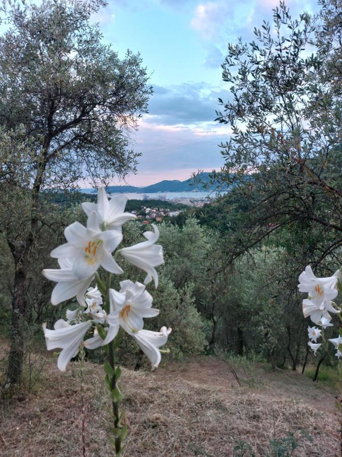 Agriturismo Oliva Azzurra Villa Valeriano Lunense Kültér fotó