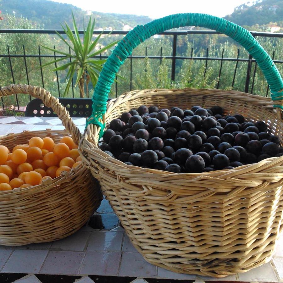 Agriturismo Oliva Azzurra Villa Valeriano Lunense Kültér fotó